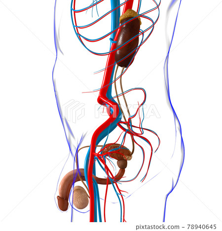 Male Reproductive System Anatomy For Medical Concept 3D Rendering Male Reproductive System Anatomy For Medical Concept 3D Rendering 78940645