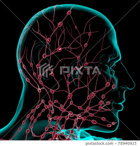 Human Lymph Nodes Anatomy For Medical Concept 3D Rendering 78940925