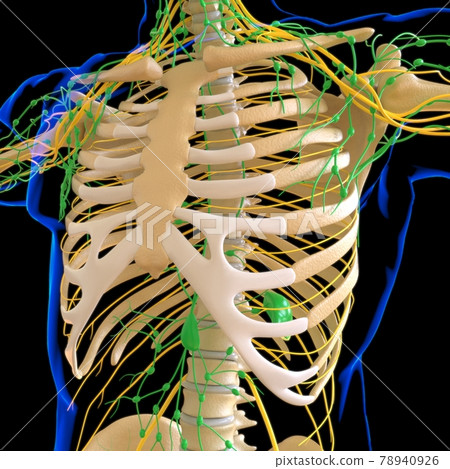 Human Lymph Nodes Anatomy For Medical Concept 3D Rendering 78940926
