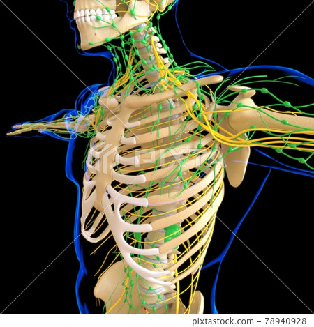 Human Lymph Nodes Anatomy For Medical Concept 3D Rendering 78940928