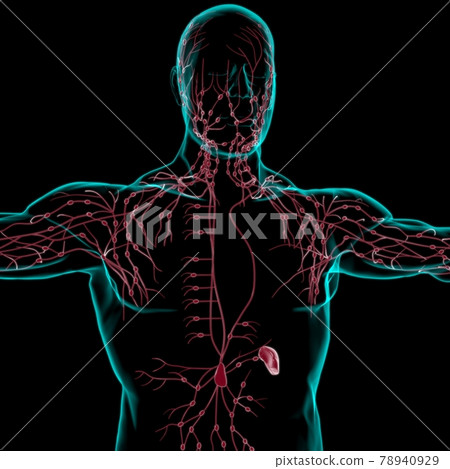 Human Lymph Nodes Anatomy For Medical Concept 3D Rendering Human Lymph Nodes Anatomy For Medical Concept 3D Rendering 78940929