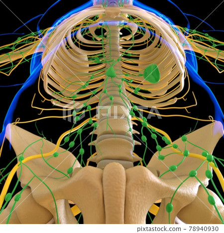 Human Lymph Nodes Anatomy For Medical Concept 3D Rendering Human Lymph Nodes Anatomy For Medical Concept 3D Rendering 78940930
