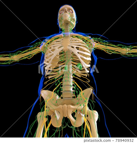 Human Lymph Nodes Anatomy For Medical Concept 3D Rendering 78940932