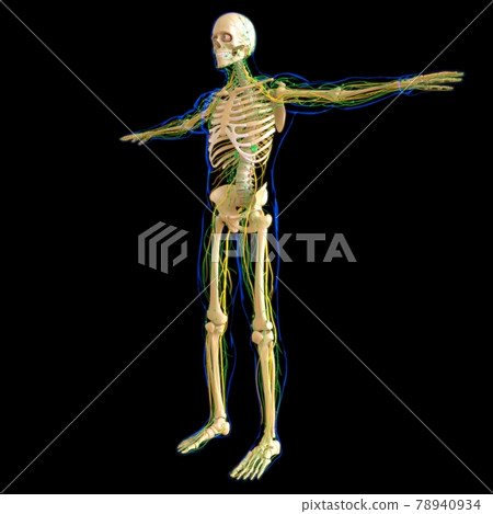 Human Lymph Nodes Anatomy For Medical Concept 3D Rendering Human Lymph Nodes Anatomy For Medical Concept 3D Rendering 78940934