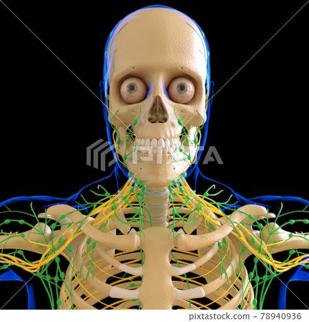 Human Lymph Nodes Anatomy For Medical Concept 3D Rendering Human Lymph Nodes Anatomy For Medical Concept 3D Rendering 78940936