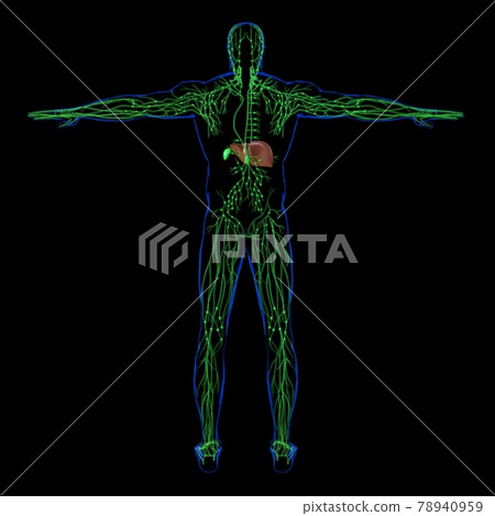 Liver 3D Illustration Human Digestive System Anatomy 78940959