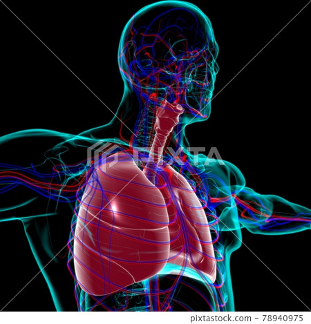 Lungs Human Respiratory System Anatomy For Medical Concept 3D Rendering 78940975