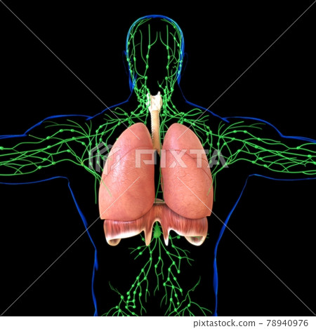 Lungs Human Respiratory System Anatomy For Medical Concept 3D Rendering Lungs Human Respiratory System Anatomy For Medical Concept 3D Rendering 78940976