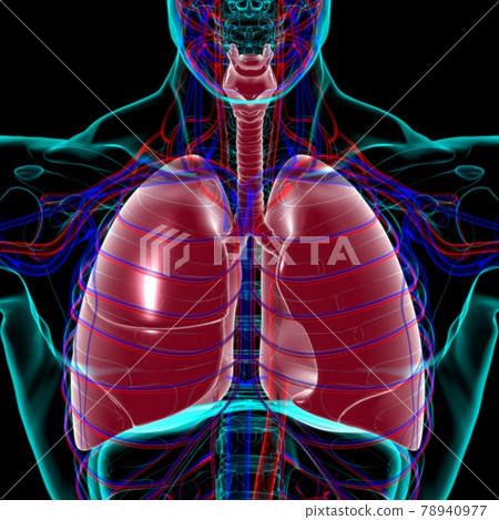 Lungs Human Respiratory System Anatomy For Medical Concept 3D Rendering Lungs Human Respiratory System Anatomy For Medical Concept 3D Rendering 78940977