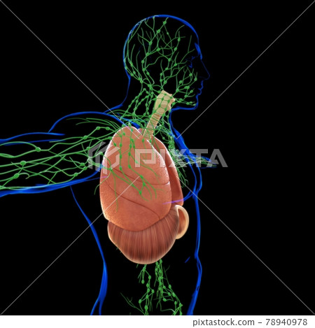 Lungs Human Respiratory System Anatomy For Medical Concept 3D Rendering Lungs Human Respiratory System Anatomy For Medical Concept 3D Rendering 78940978