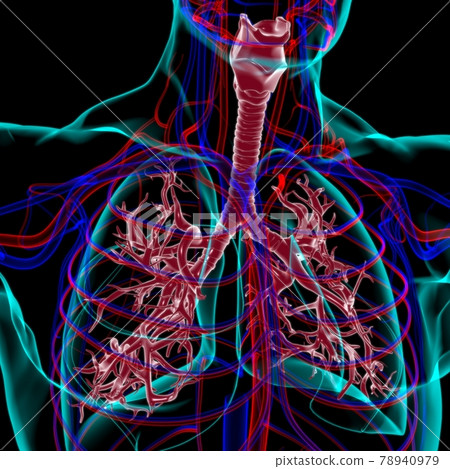 Lungs Human Respiratory System Anatomy For Medical Concept 3D Rendering 78940979