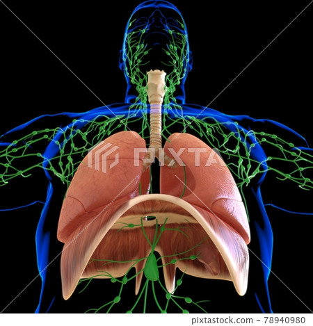 Lungs Human Respiratory System Anatomy For Medical Concept 3D Rendering 78940980