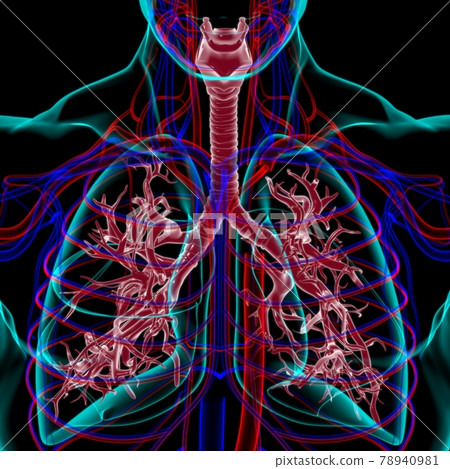 Lungs Human Respiratory System Anatomy For Medical Concept 3D Rendering Lungs Human Respiratory System Anatomy For Medical Concept 3D Rendering 78940981