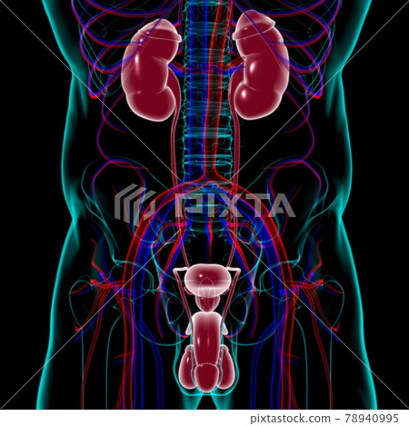 Male Reproductive System Anatomy For Medical Concept 3D 78940995