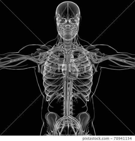 Human Heart With Circulatory System Anatomy For Medical Concept 3D Rendering Human Heart With Circulatory System Anatomy For Medical Concept 3D Rendering 78941134