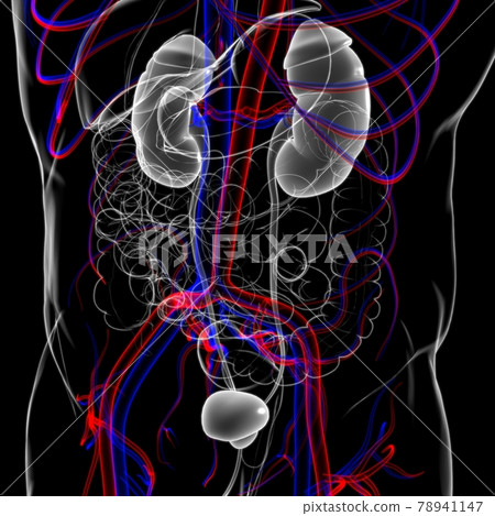 Human Urinary System Kidneys with Bladder Anatomy For Medical Concept 3D Rendering Human Urinary System Kidneys with Bladder Anatomy For Medical Concept 3D Rendering 78941147