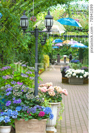 Umbrella and hydrangea (June image) Umbrella and hydrangea (June image) 78941899