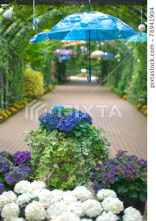 Umbrella and hydrangea Umbrella and hydrangea 78941904