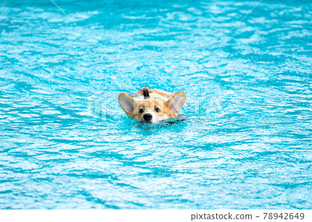 Corgi dog puppy play at the swimming pool Corgi dog puppy play at the swimming pool 78942649