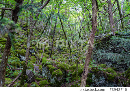 [Famous place of moss] Yamainudake 78942746