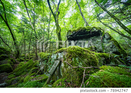 [Famous place of moss] Yamainudake 78942747