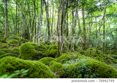 [Famous place of moss] Yamainudake 78942749