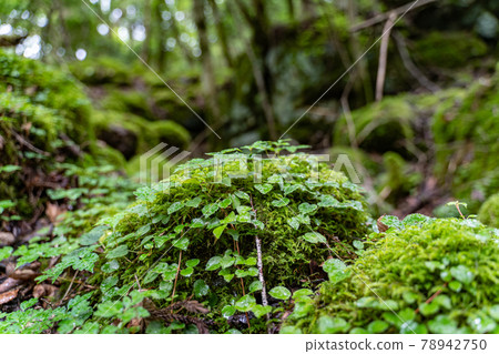 [Famous place of moss] Yamainudake 78942750