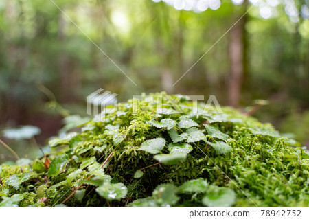 [Famous place of moss] Yamainudake 78942752