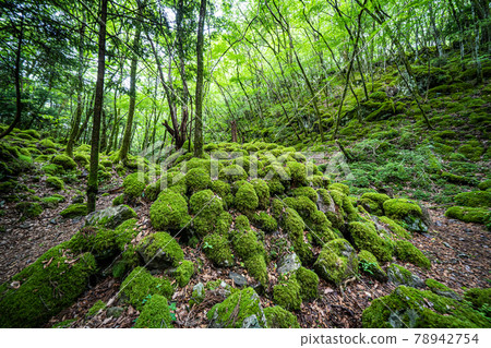 [Famous place of moss] Yamainudake 78942754