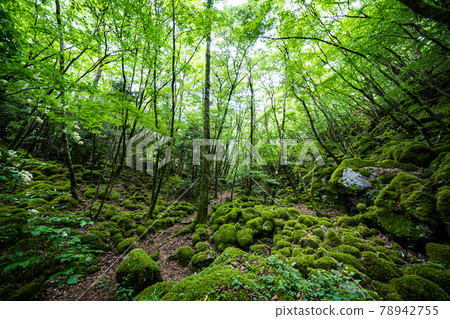 [Famous place of moss] Yamainudake 78942755