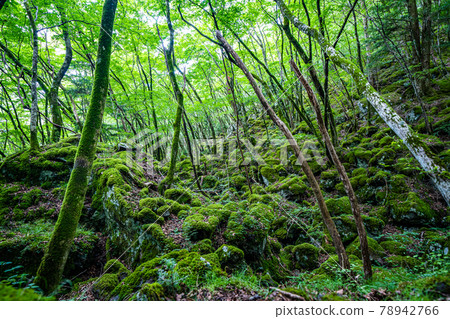[Famous place of moss] Yamainudake 78942766