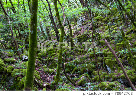 [Famous place of moss] Yamainudake 78942768