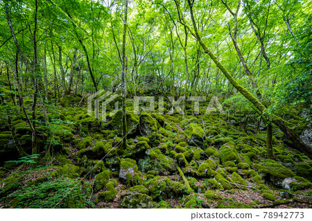 [Famous place of moss] Yamainudake 78942773