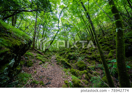[Famous place of moss] Yamainudake 78942774