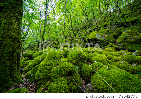 [Famous place of moss] Yamainudake 78942775