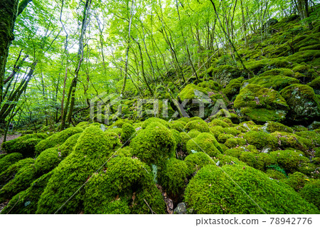 【苔蘚名勝】山岳岳 【苔蘚名勝】山岳岳 78942776