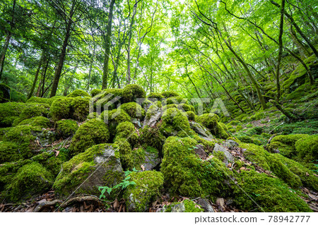 [Famous place of moss] Yamainudake 78942777
