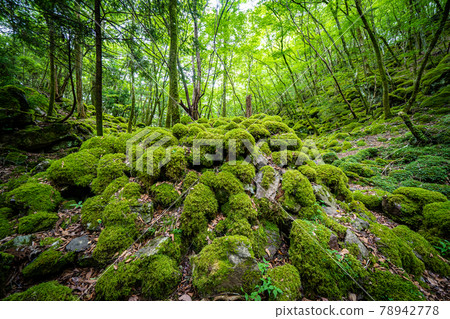 [Famous place of moss] Yamainudake 78942778