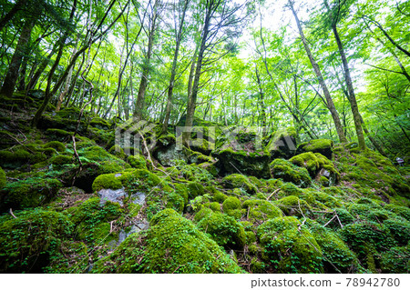 [Famous place of moss] Yamainudake 78942780