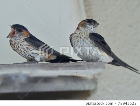 享受短暫休息的紅腰燕的親鳥 78943522