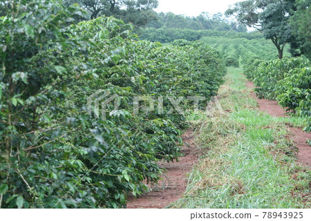 Coffee plantation in Sao Paulo Brazil 78943925
