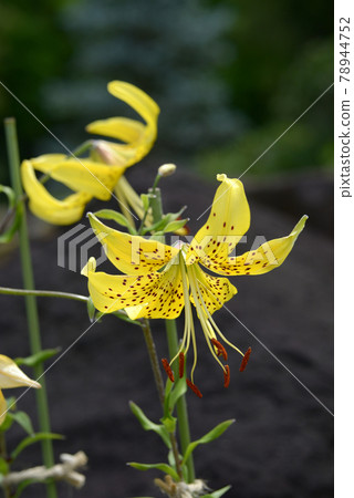 Golden water lily 78944752