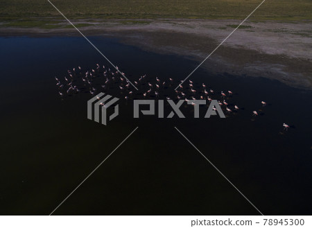 Flamingos flock,La Pampa, Patagonia Argentina Flamingos flock,La Pampa, Patagonia Argentina 78945300