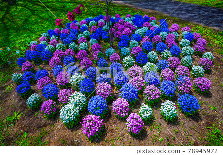 Colorful hydrangea flower field (Yakurai Garden) [Kami Town, Miyagi Prefecture] 78945972