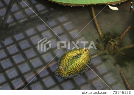 Germination of young leaves of Victoria Amazonica 78946158