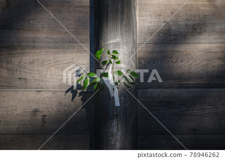 Sakaki of Itagaki of Ise Geku Shogu 78946262