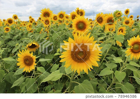 8萬平方米花田葵花山公園 78946386