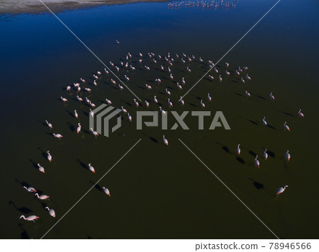 Flamingos flock,La Pampa, Patagonia Argentina Flamingos flock,La Pampa, Patagonia Argentina 78946566