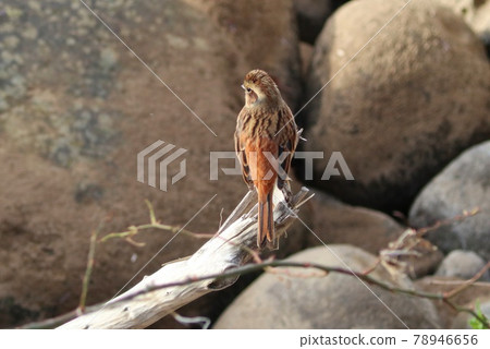 鵝卵石河上的旗布野鳥雌性 78946656