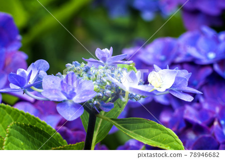 Hydrangea flowers taken with a Sony camera attached to a former East German lens with excellent coloring 78946682
